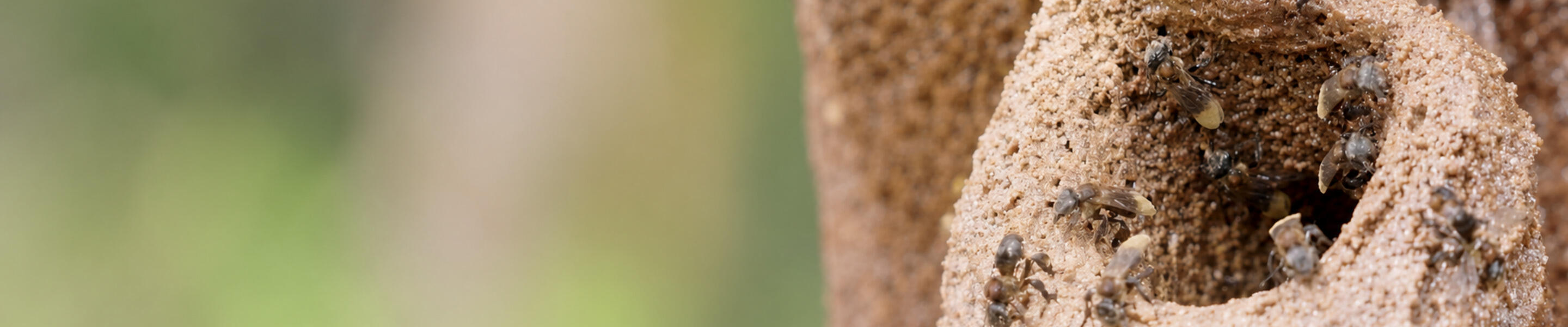 A close-up view of a tubular, sandy nest structure with several small bees clustered around its opening.