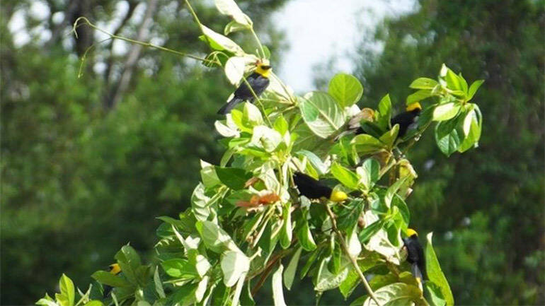 Yellow-hooded Blackbird (Chrysomus icterocephalus) at Tiger Island Region 3