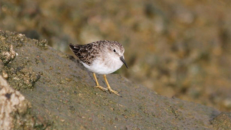 Spotted Sandpiper (Actitis macularius) at the Enmore site Region 4