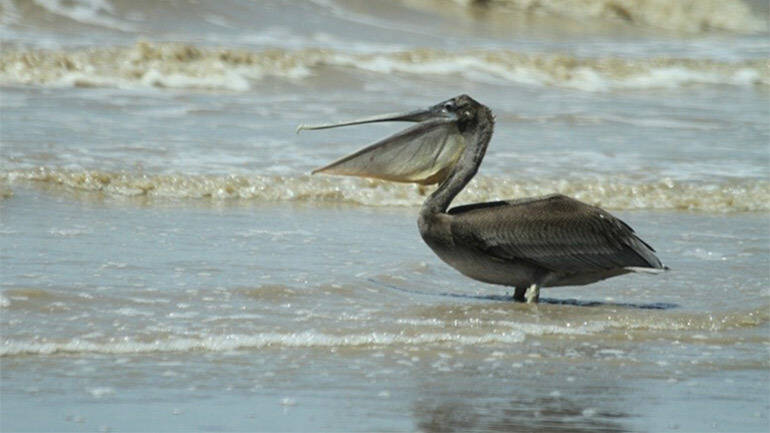 Brown Pelican at 63-Beach seaside Region 6